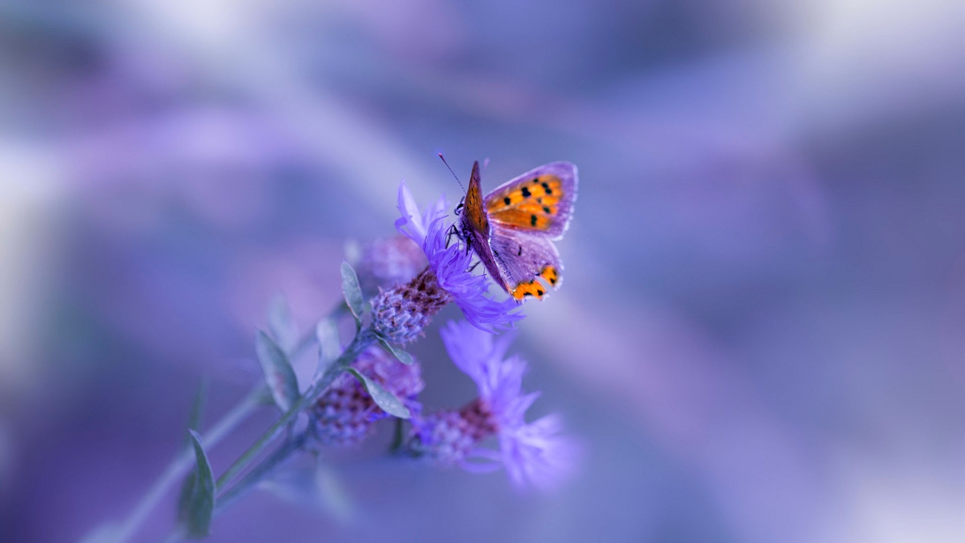 F1新赛季揭幕战焦点战,奇才加时取胜深圳队,速度与激情的双重奏